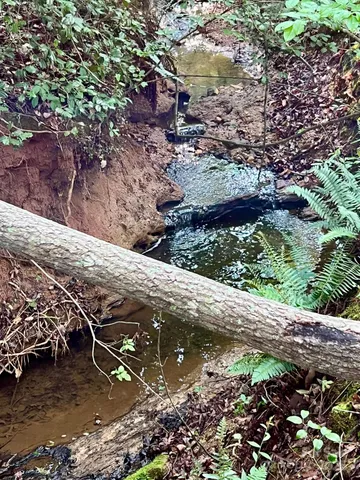 a view of a forest that has a tree