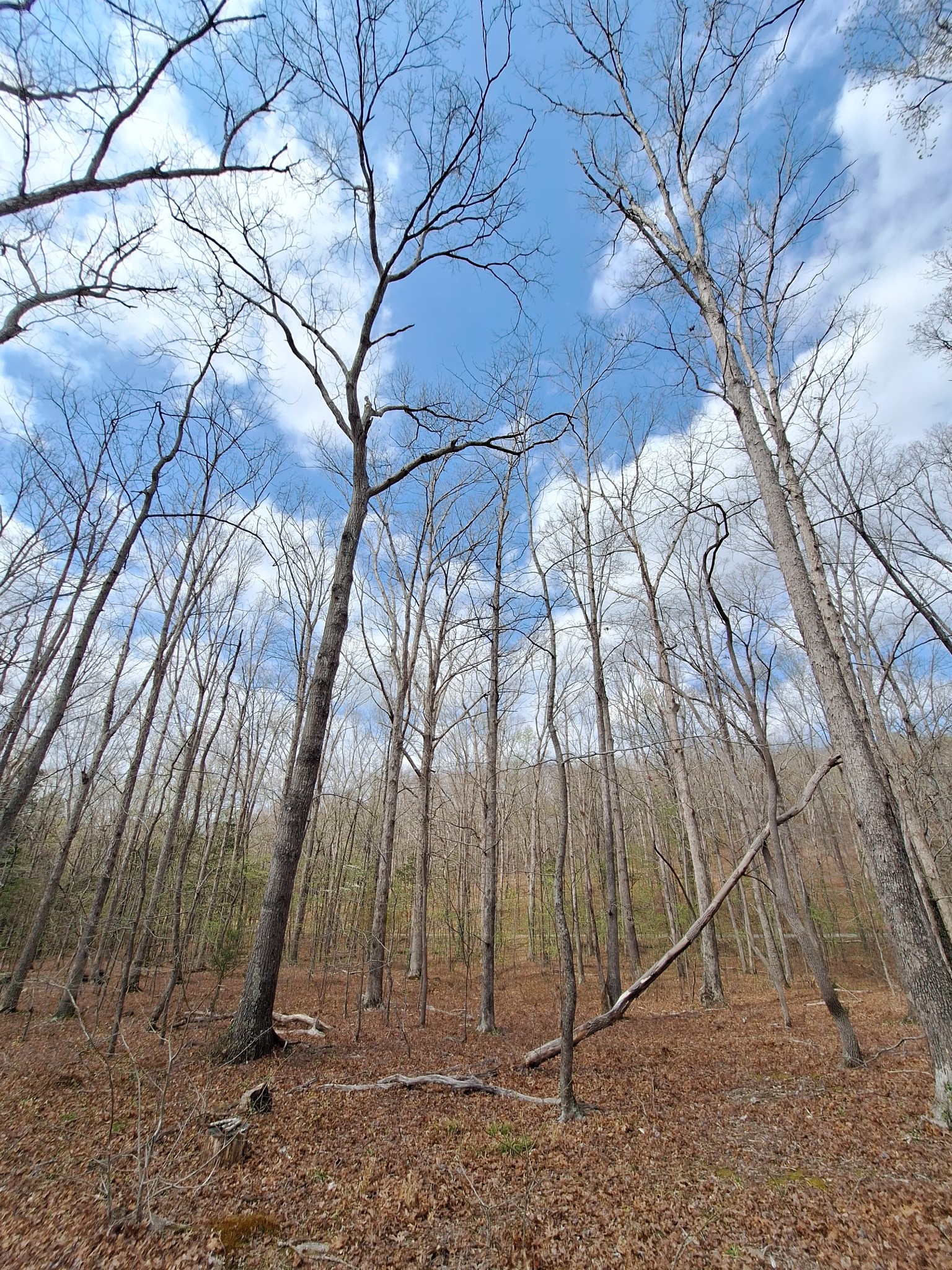 1622 Hill Chapel Road Big Sandy, TN 38221 - Photo 6 of 14 a backyard of a house with lots of green space