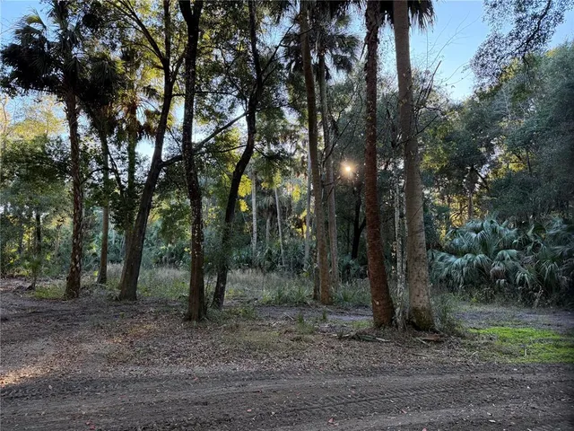 a view of a forest with trees in the background