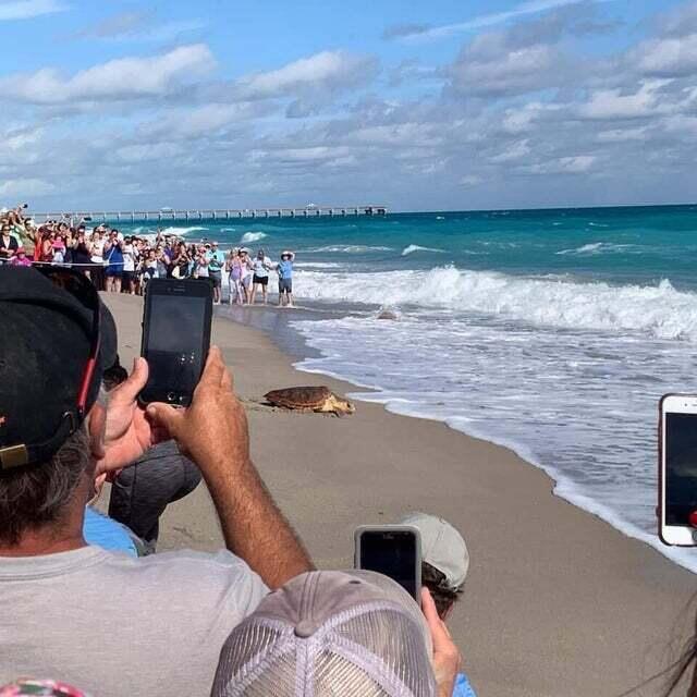 204 Mainsail Circle Jupiter, FL 33477 - Photo 59 of 60 Loggerhead Turtle Release