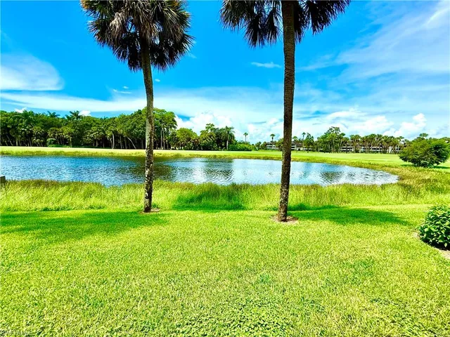 a view of a lake with a palm tree
