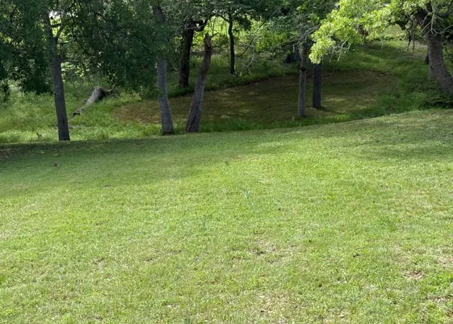 a view of a yard with a tree