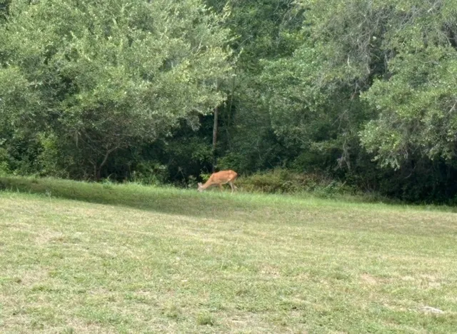a backyard of a house with lots of green space and fountain