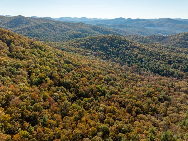 a view of a yard with large trees