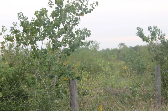 a view of a forest with a tree in the background