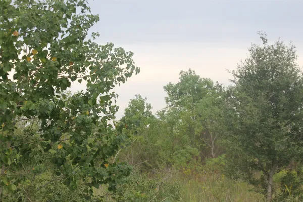 a view of a forest