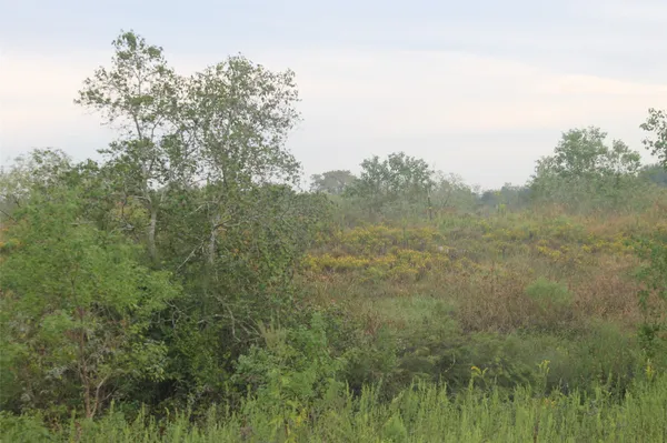 a view of a field of grass and trees