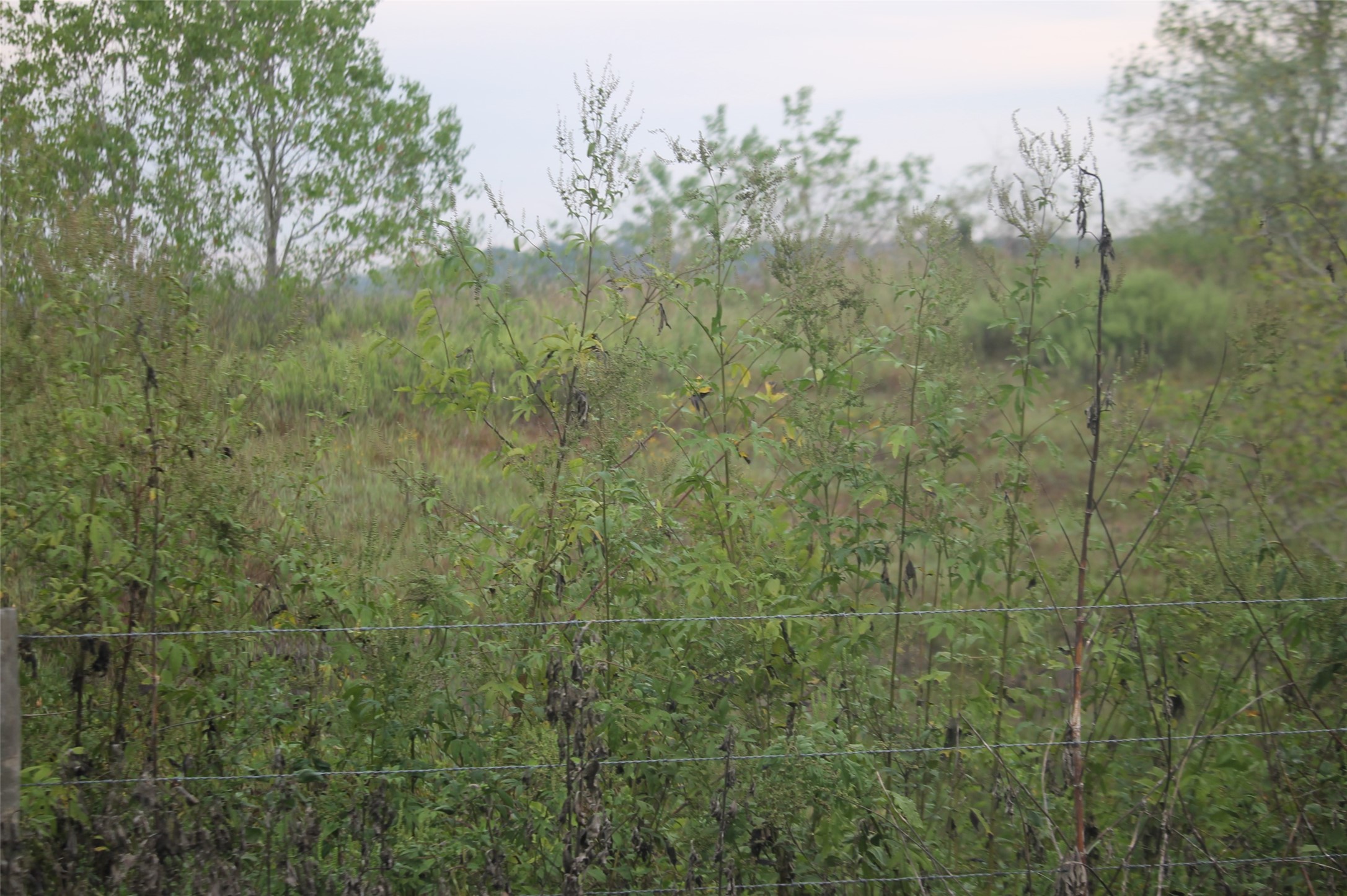 0 Englin Winnie, TX 77665 - Photo 9 of 9 a view of a forest