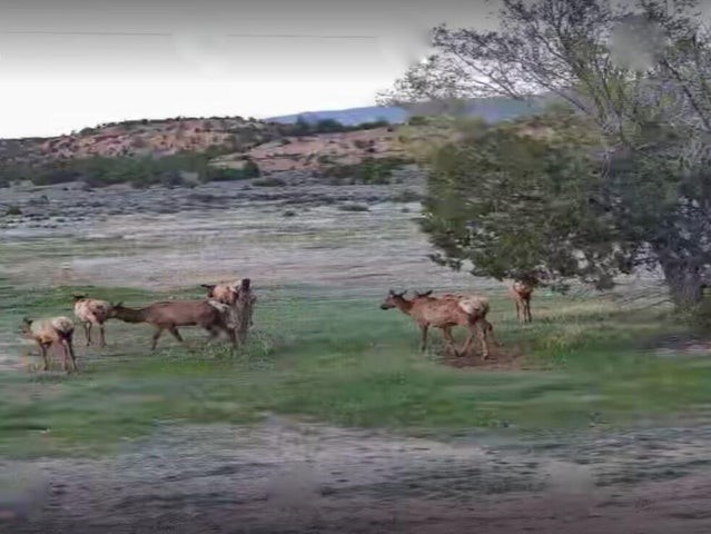 24 Lee Road Cuba, NM 87013 - Photo 6 of 62