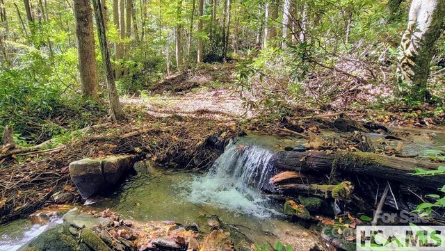 a view of a forest with lots of trees