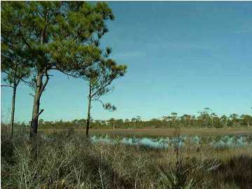 4652 Cape San Blas Road Port St. Joe, FL 32456 - Photo 1 of 1