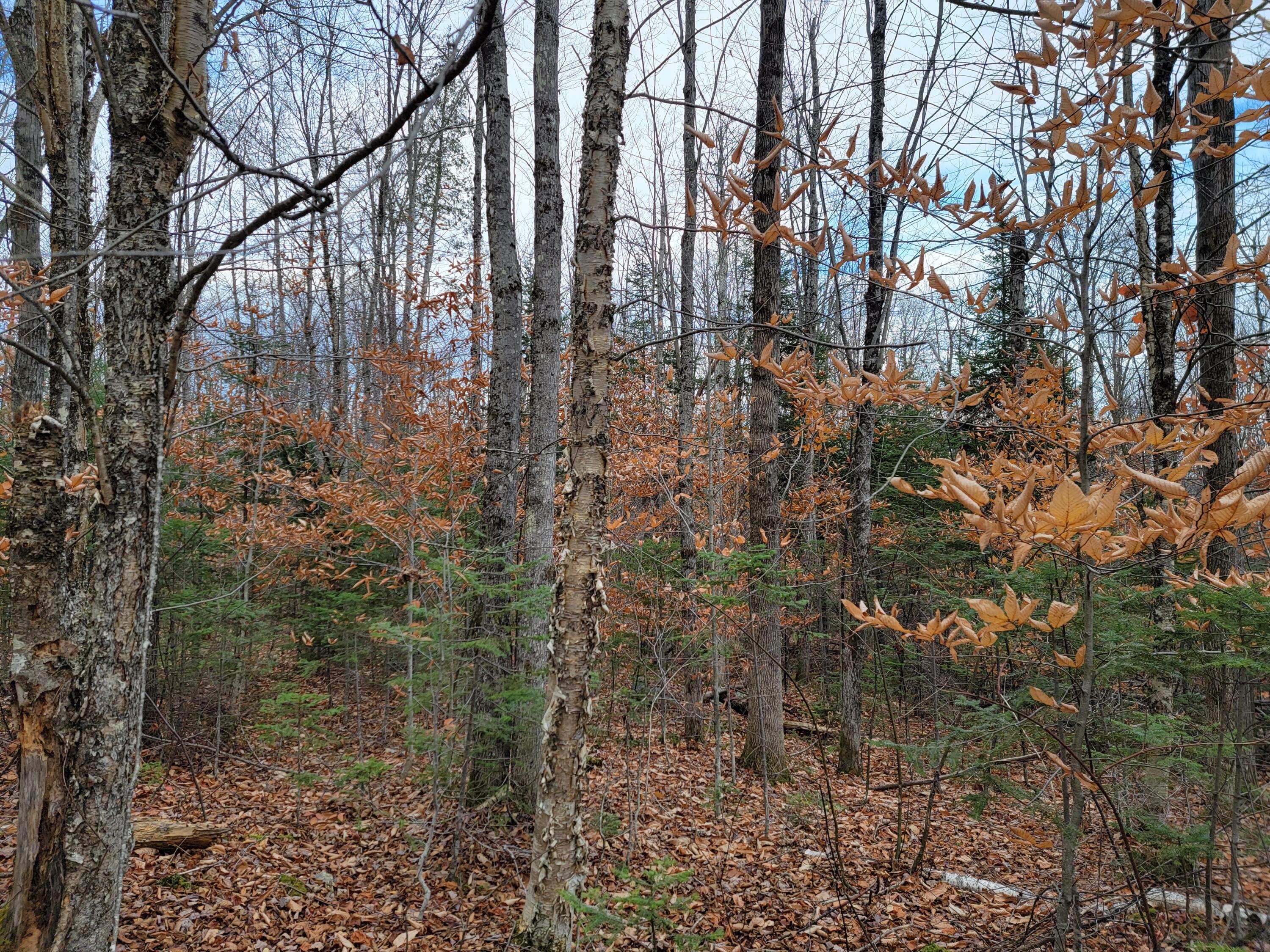 M9-l13 Middle Road New Portland, ME 04961 - Photo 19 of 23 20211102_140243