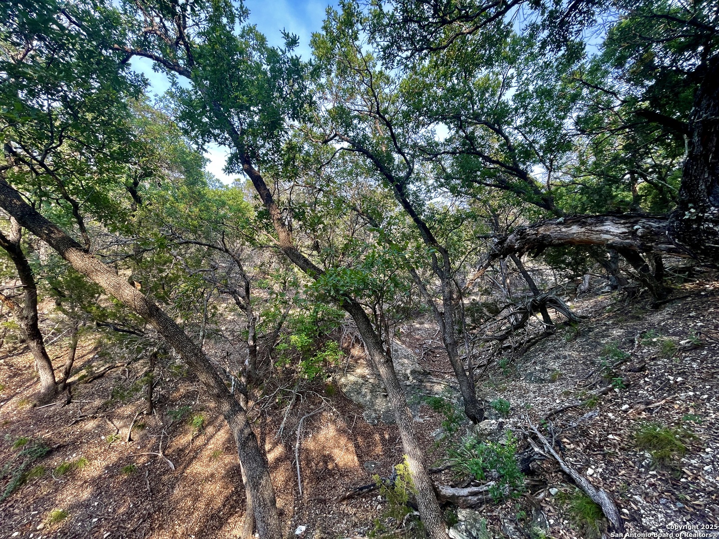 410 Craig Lane Junction, TX 76849 - Photo 21 of 53 a view of tree