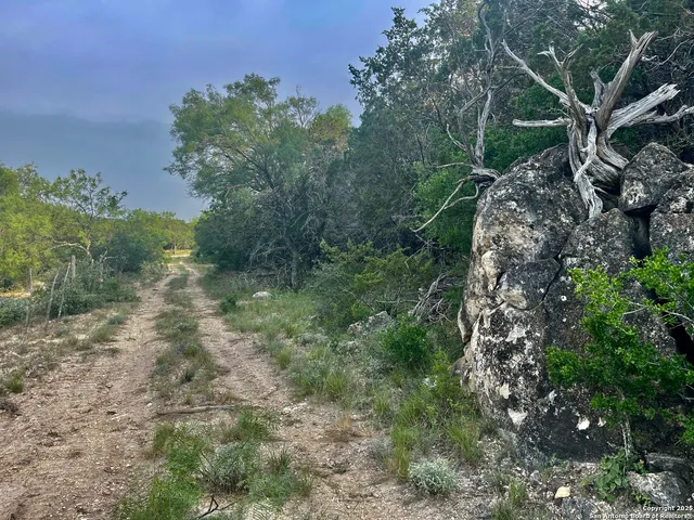 a view of a forest with lots of trees
