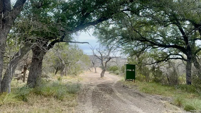 a view of a forest filled with trees