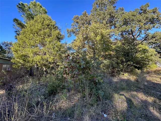 a view of a forest with trees in the background