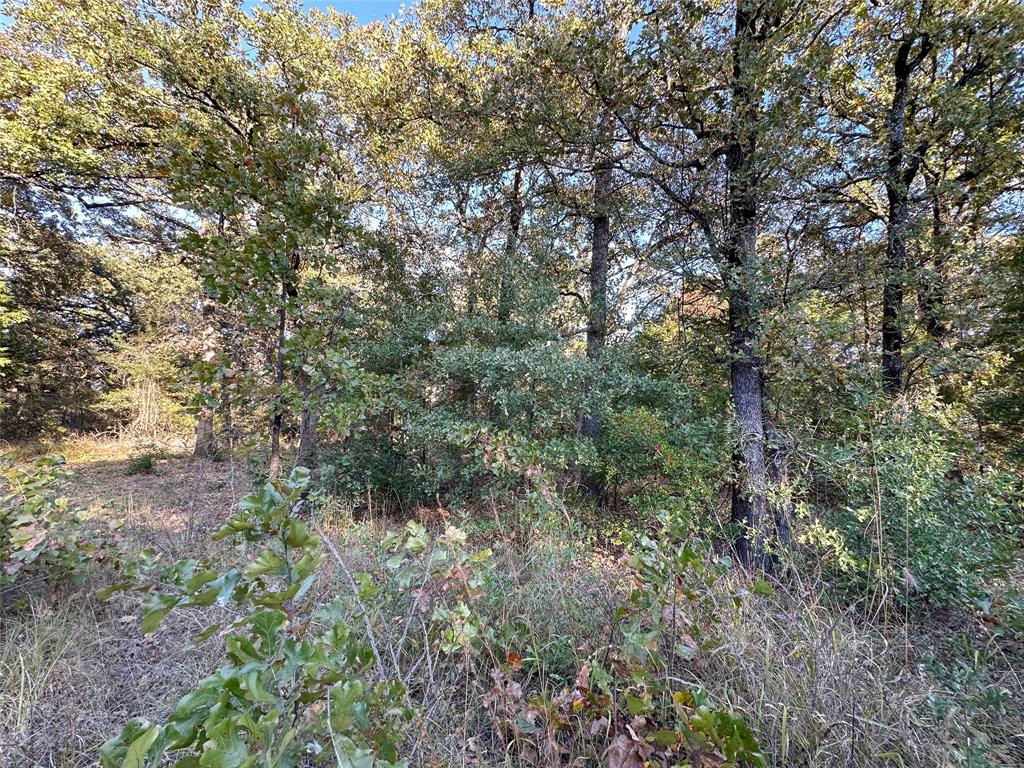 134 Thrush Road Mabank, TX 75156 - Photo 9 of 17 a view of a forest with lush green forest