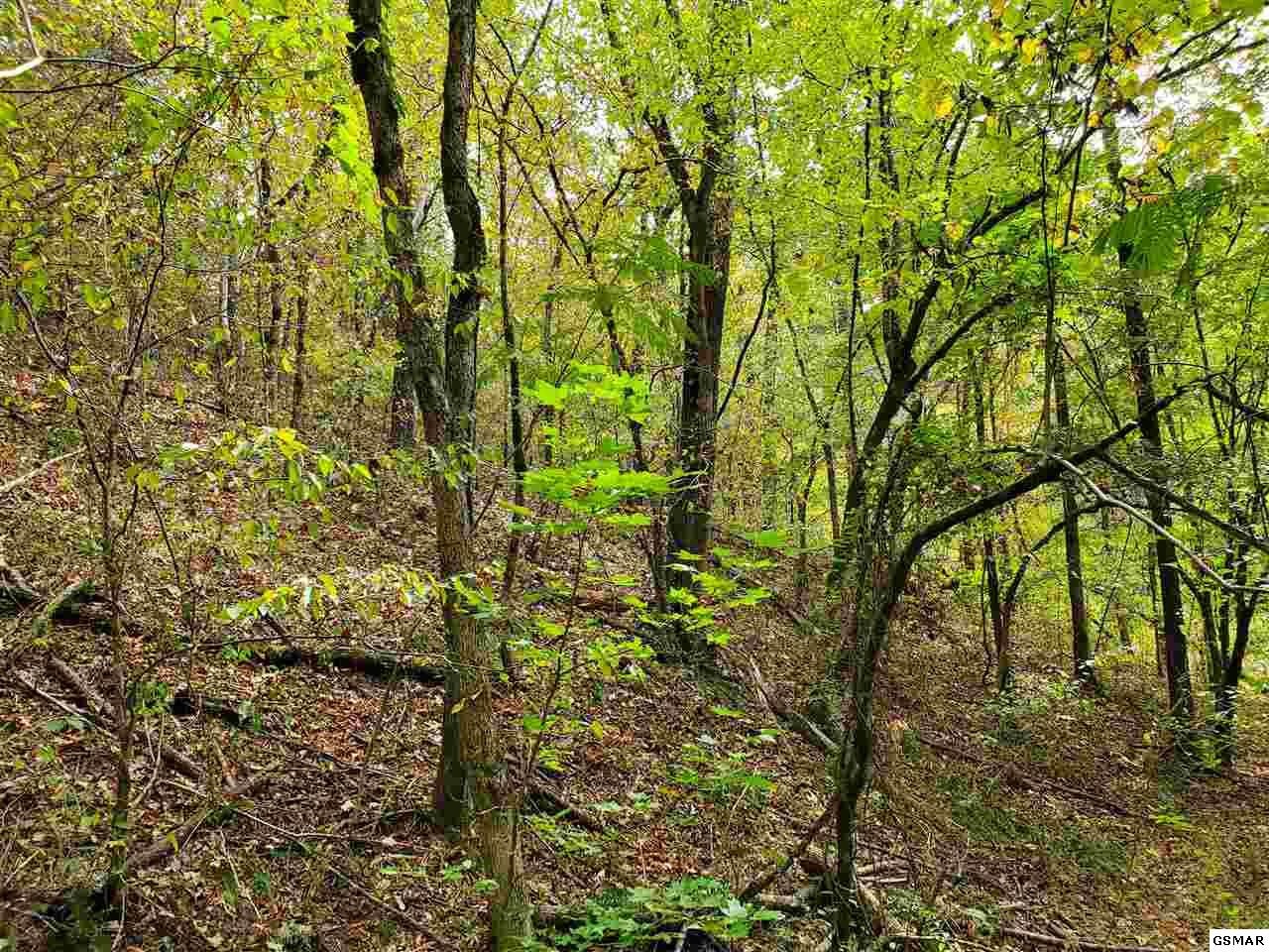 0 Shell Mountain Road Sevierville, TN 37876 - Photo 19 of 35
