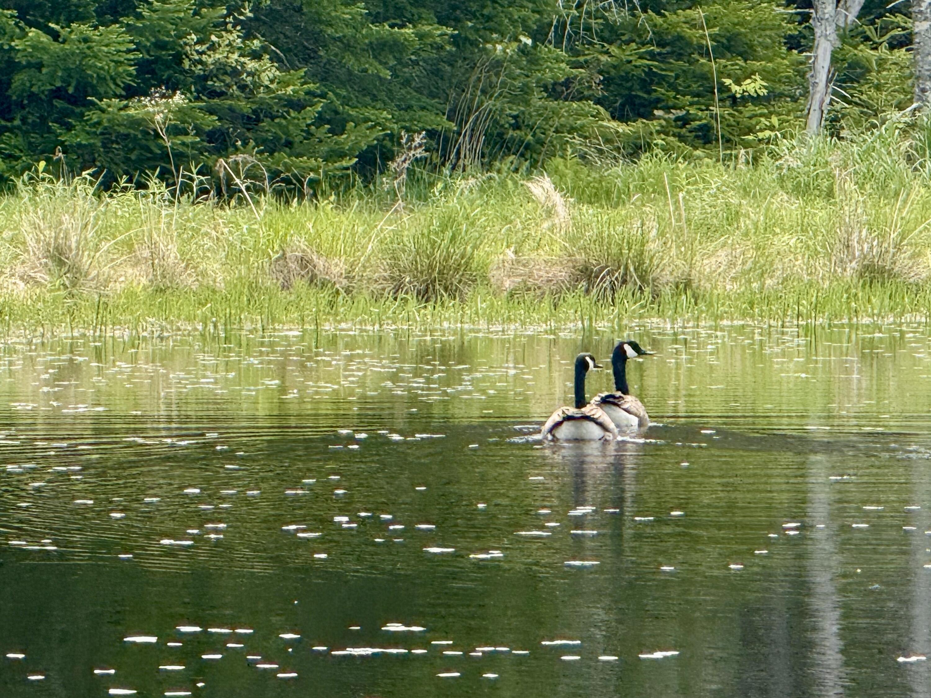 12 Morgan Road Pembroke, ME 04666 - Photo 22 of 124 IMG_0823