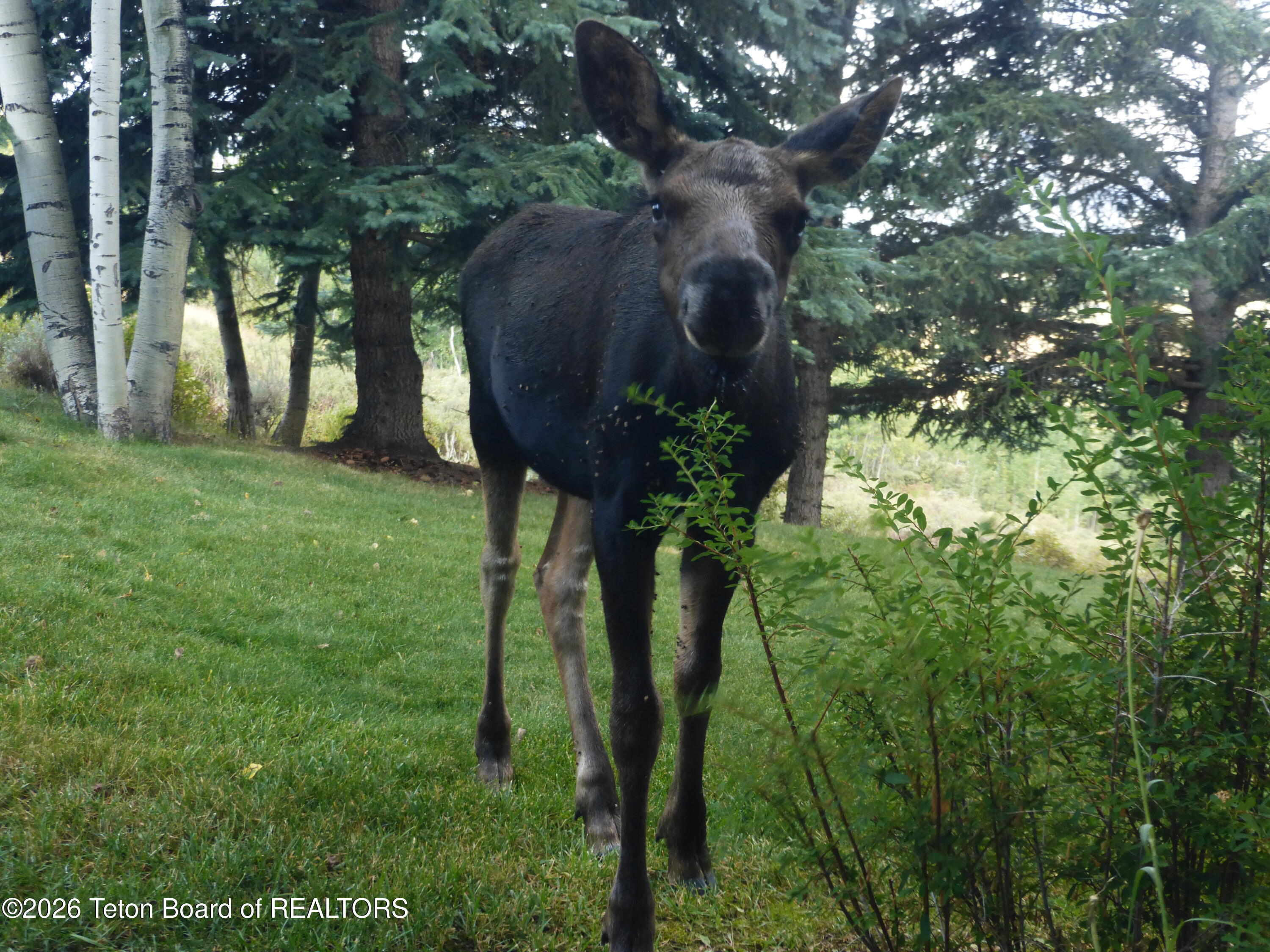 575 North Bar Y Road Jackson, WY 83001 - Photo 17 of 49 Baby Moose close-up