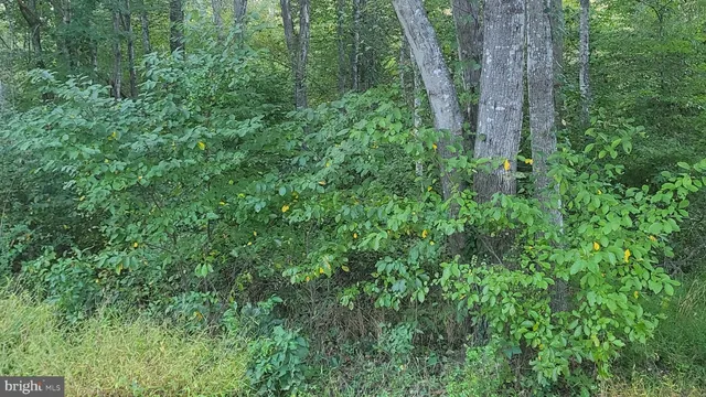 a view of a lush green forest