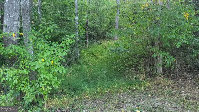 a view of a lush green forest