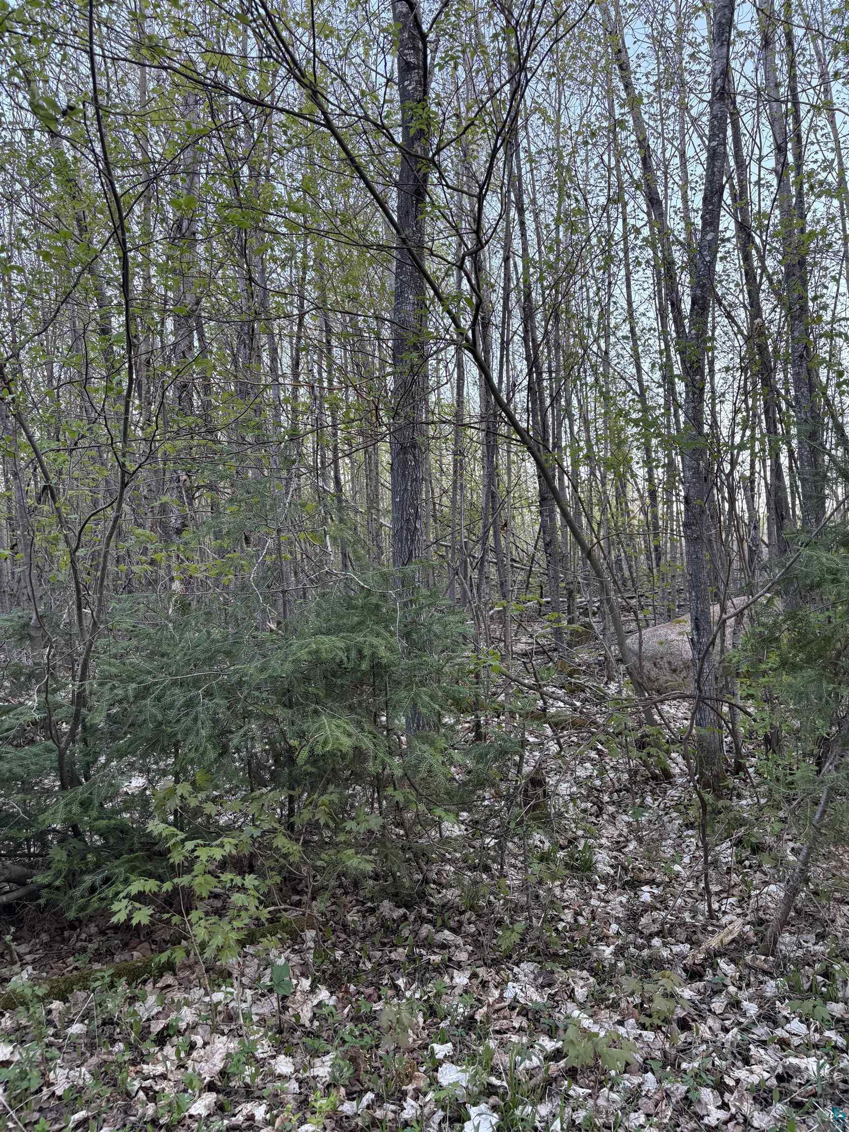 0 Mertig Road Glidden, WI 54527 - Photo 18 of 20 View of woods