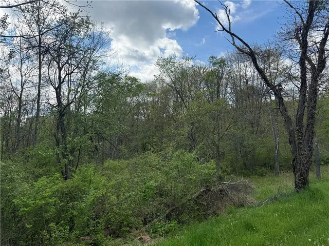 a view of a trees in a yard