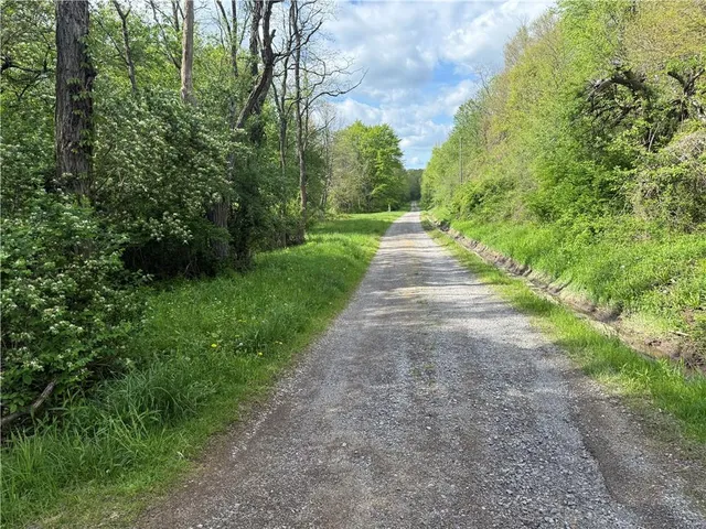 a view of a yard with plants and a large tree