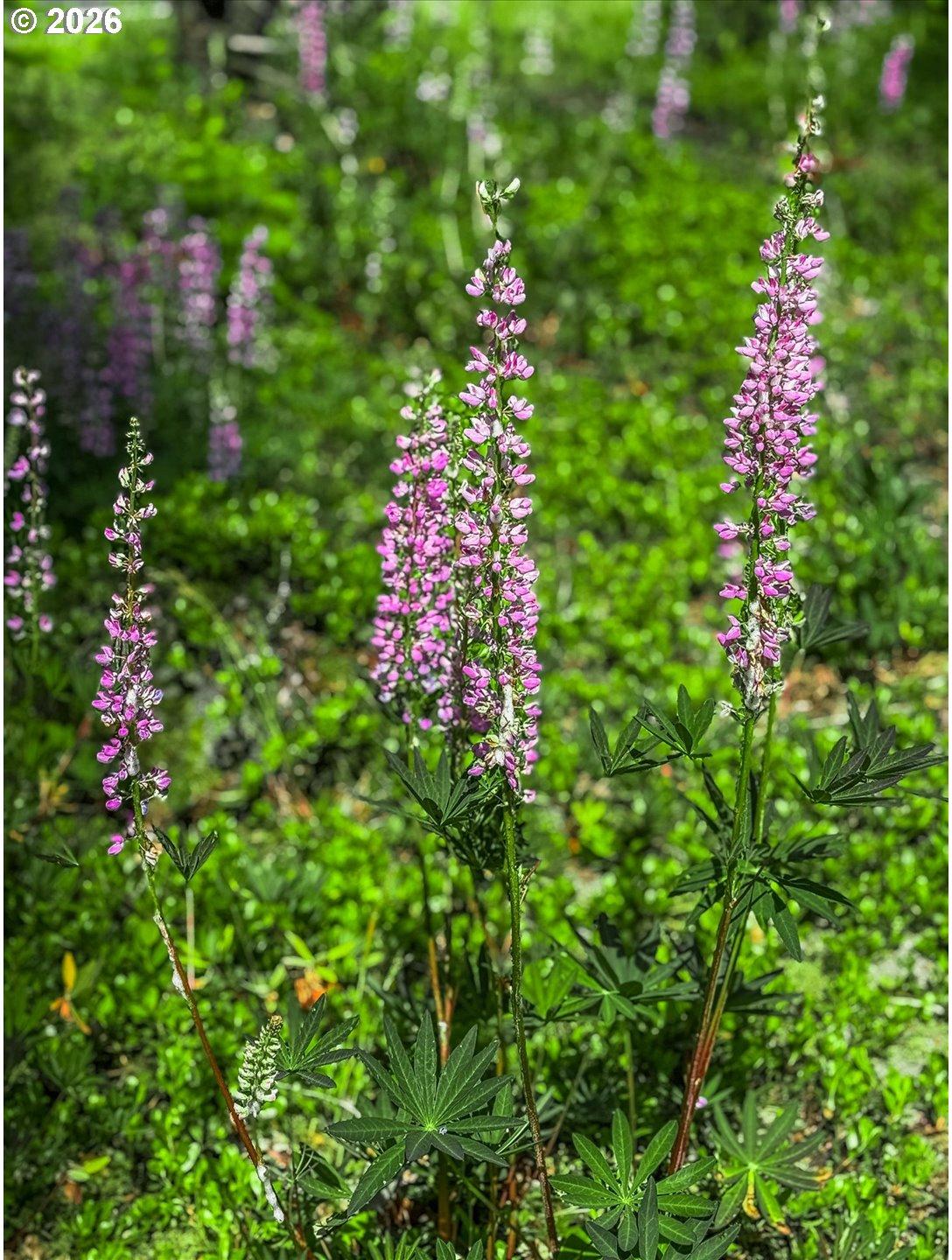 75125 Mt Hood Highway Rhododendron, OR 97049 - Photo 38 of 40 Gallery Image 38