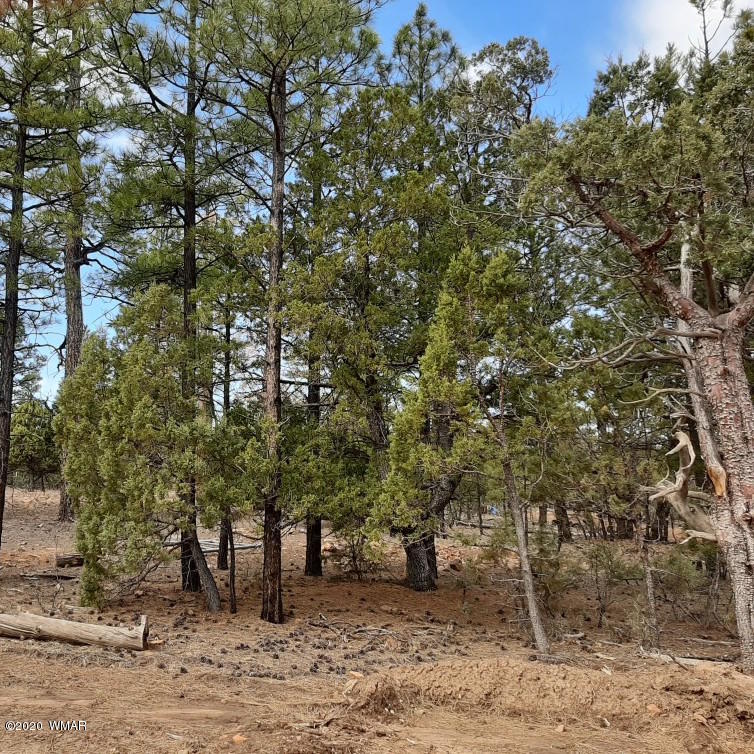 Tbd Judy Ranch Road Overgaard, AZ 85933 - Photo 4 of 4 a view of a forest filled with trees