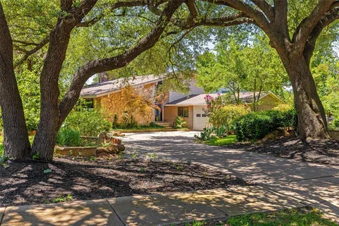 a view of a yard with plants and a large tree