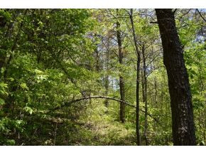 0 Ray Baker Road Kyles Ford, TN 37765 - Photo 2 of 9 Photo 2
