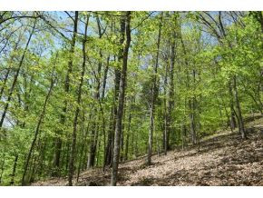0 Ray Baker Road Kyles Ford, TN 37765 - Photo 8 of 9 Photo 8
