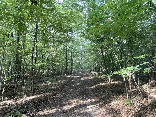 a big tree in middle of the forest