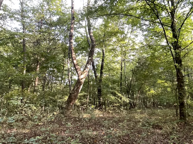 a view of a forest with trees