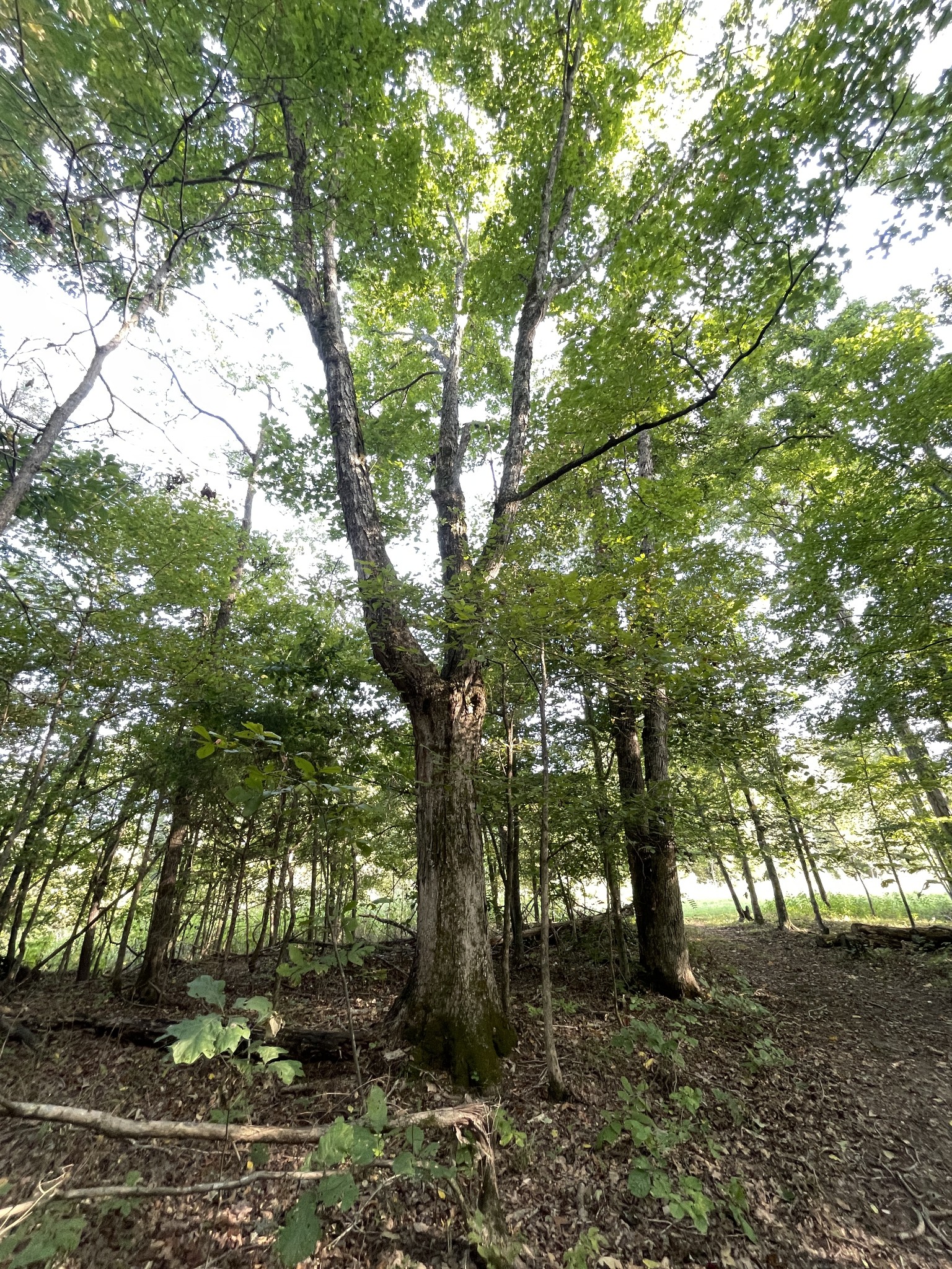 0 Waters Road Centerville, TN 37033 - Photo 13 of 17 a big tree in middle of the forest