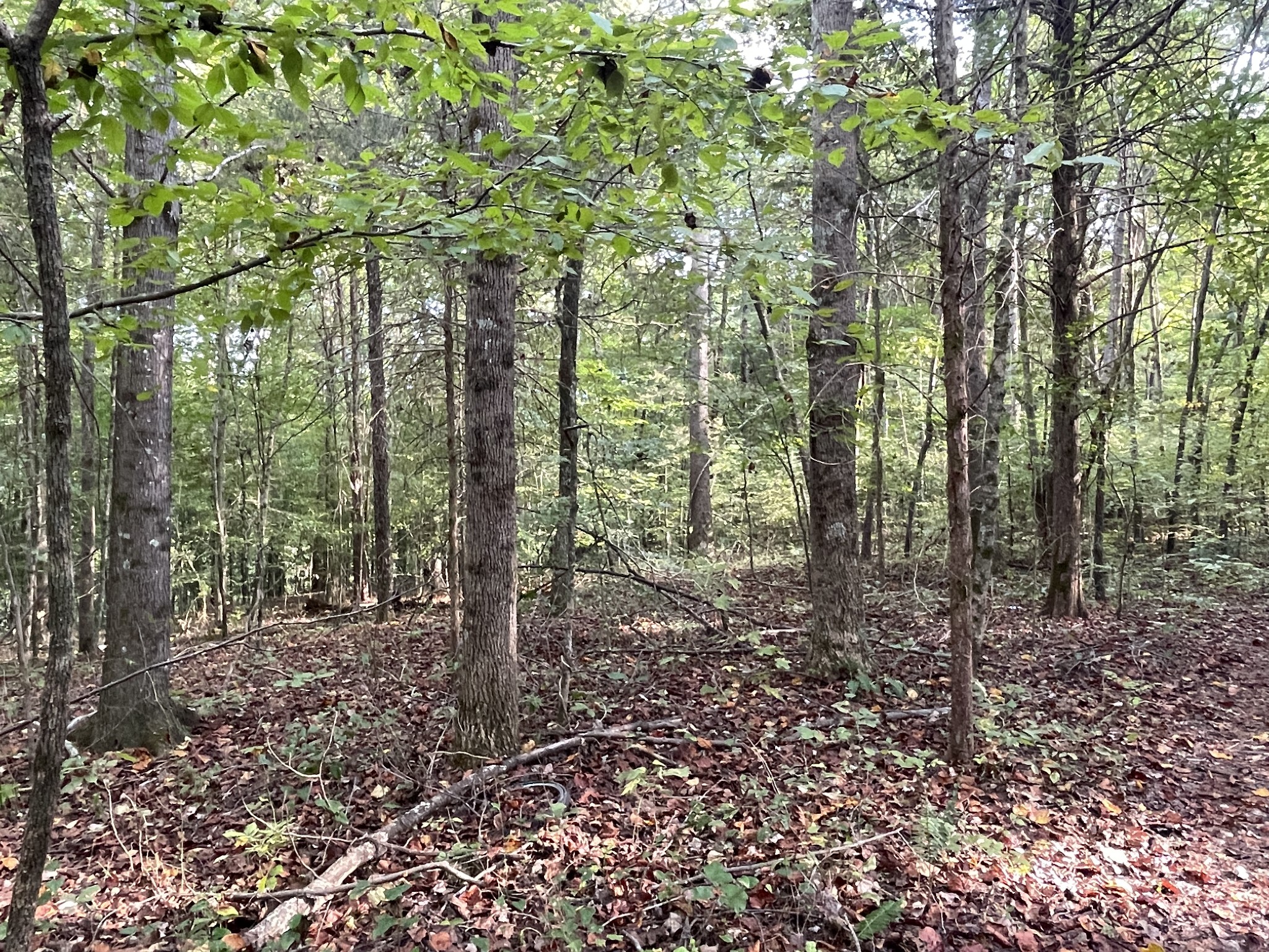 0 Waters Road Centerville, TN 37033 - Photo 15 of 17 a view of a forest with trees
