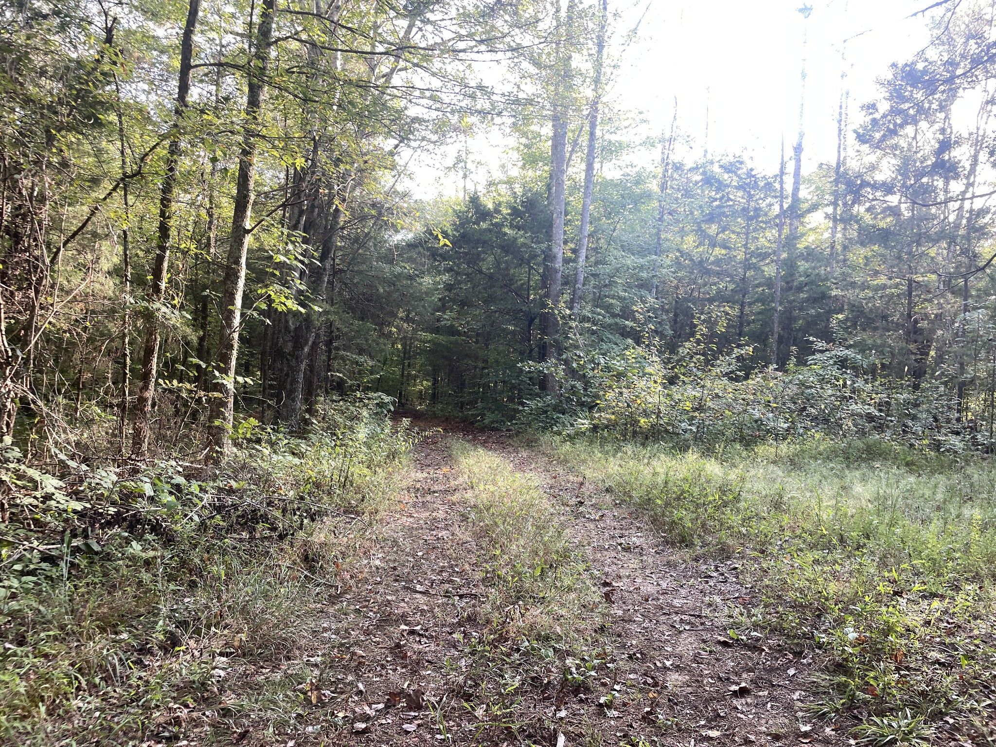 0 Waters Road Centerville, TN 37033 - Photo 16 of 17 a view of a forest with trees in the background
