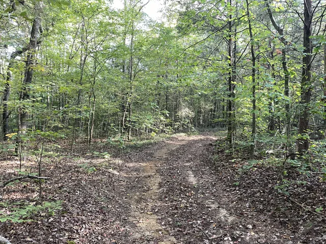 a view of a forest with trees