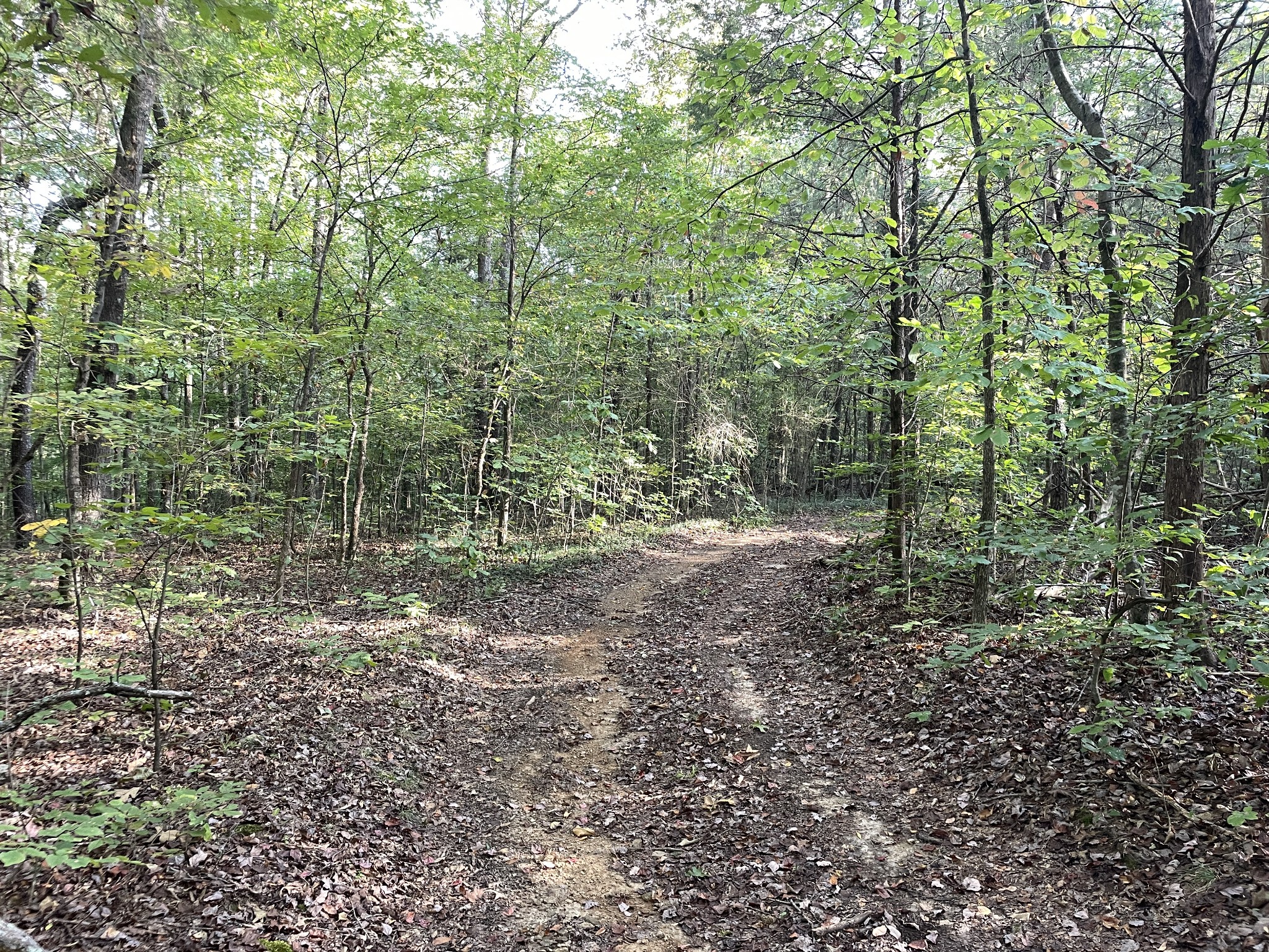 0 Waters Road Centerville, TN 37033 - Photo 3 of 17 a view of a forest with trees