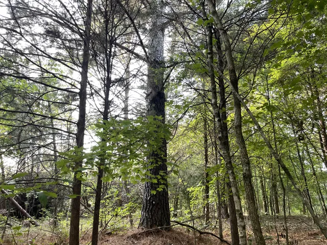 a view of a forest with trees