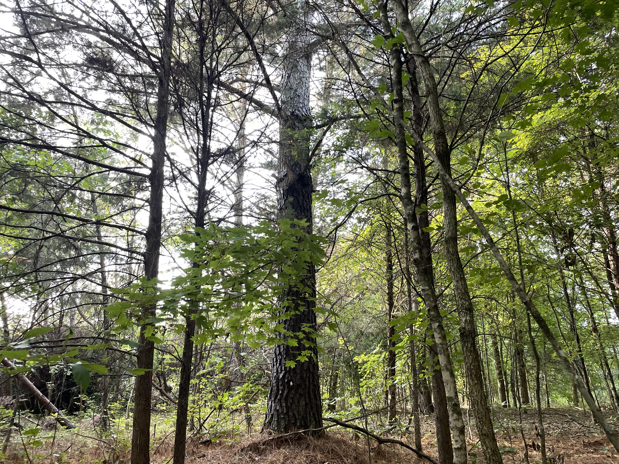 0 Waters Road Centerville, TN 37033 - Photo 4 of 17