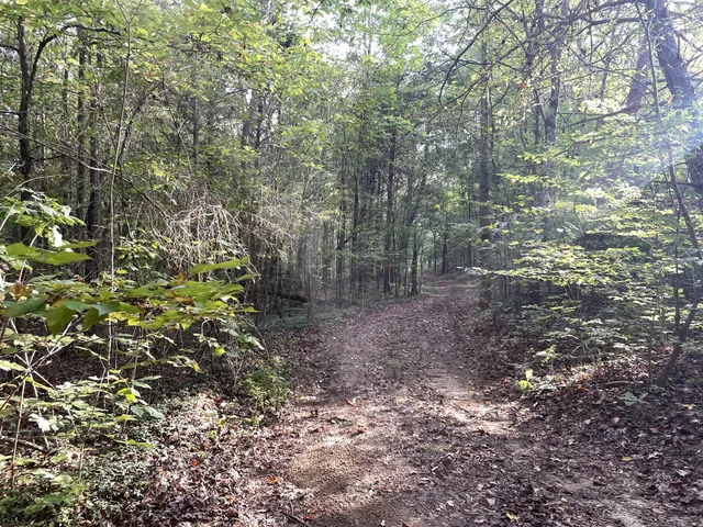 a view of a forest with trees in front of it