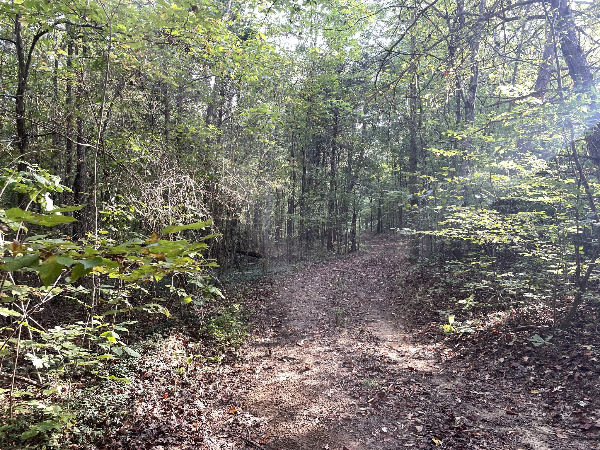 0 Waters Road Centerville, TN 37033 - Photo 5 of 17 a view of a forest with trees