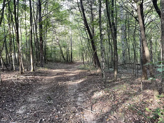 a view of a forest with trees in the background