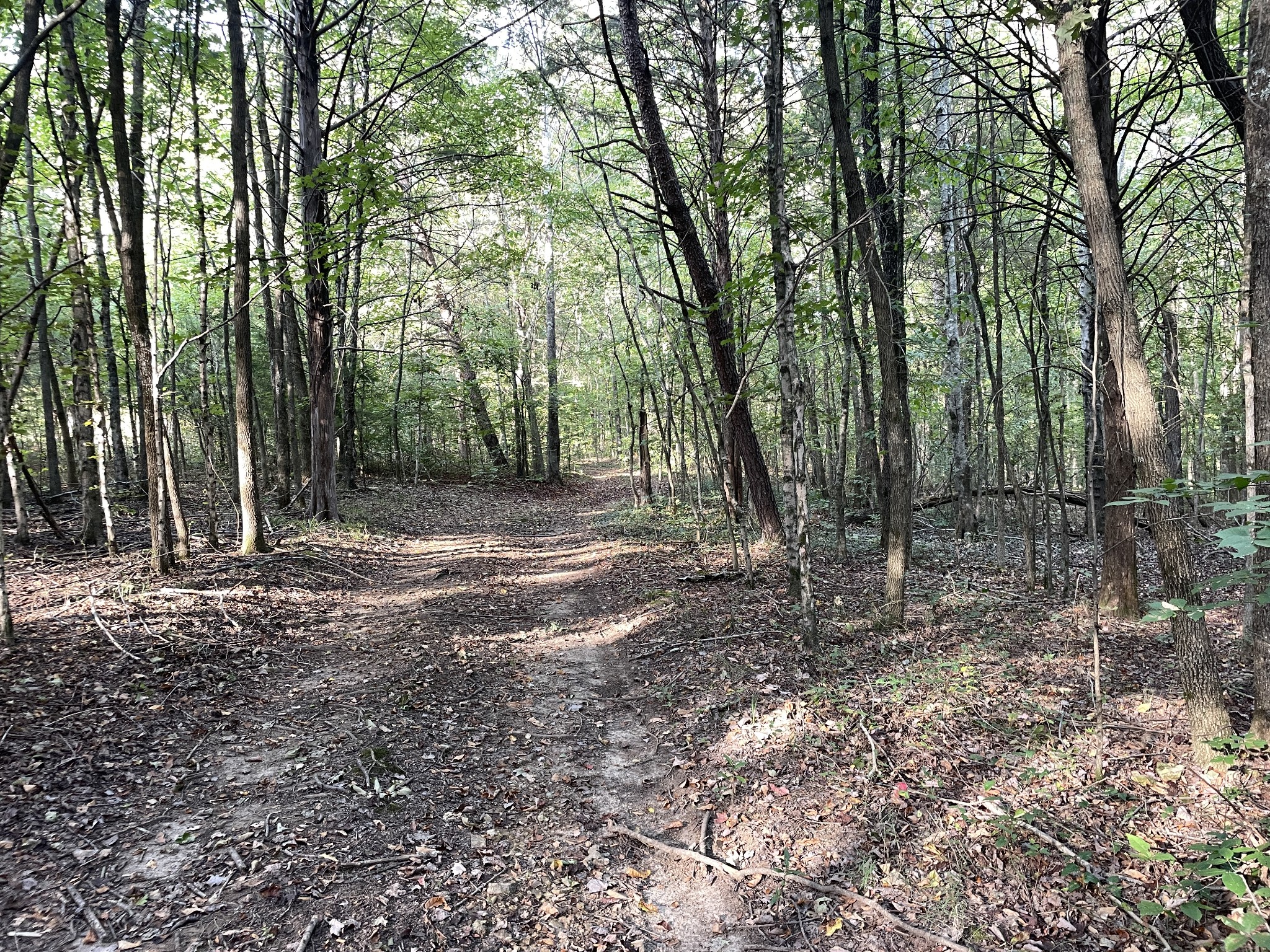 0 Waters Road Centerville, TN 37033 - Photo 6 of 17 a view of a forest with trees