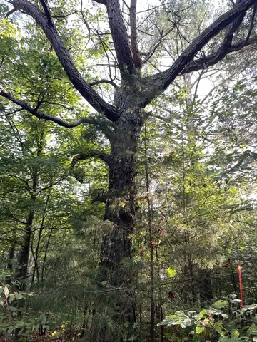 a view of a forest with trees in the background
