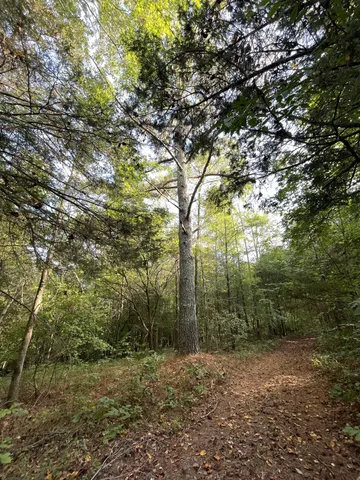 a view of a forest with trees in the background