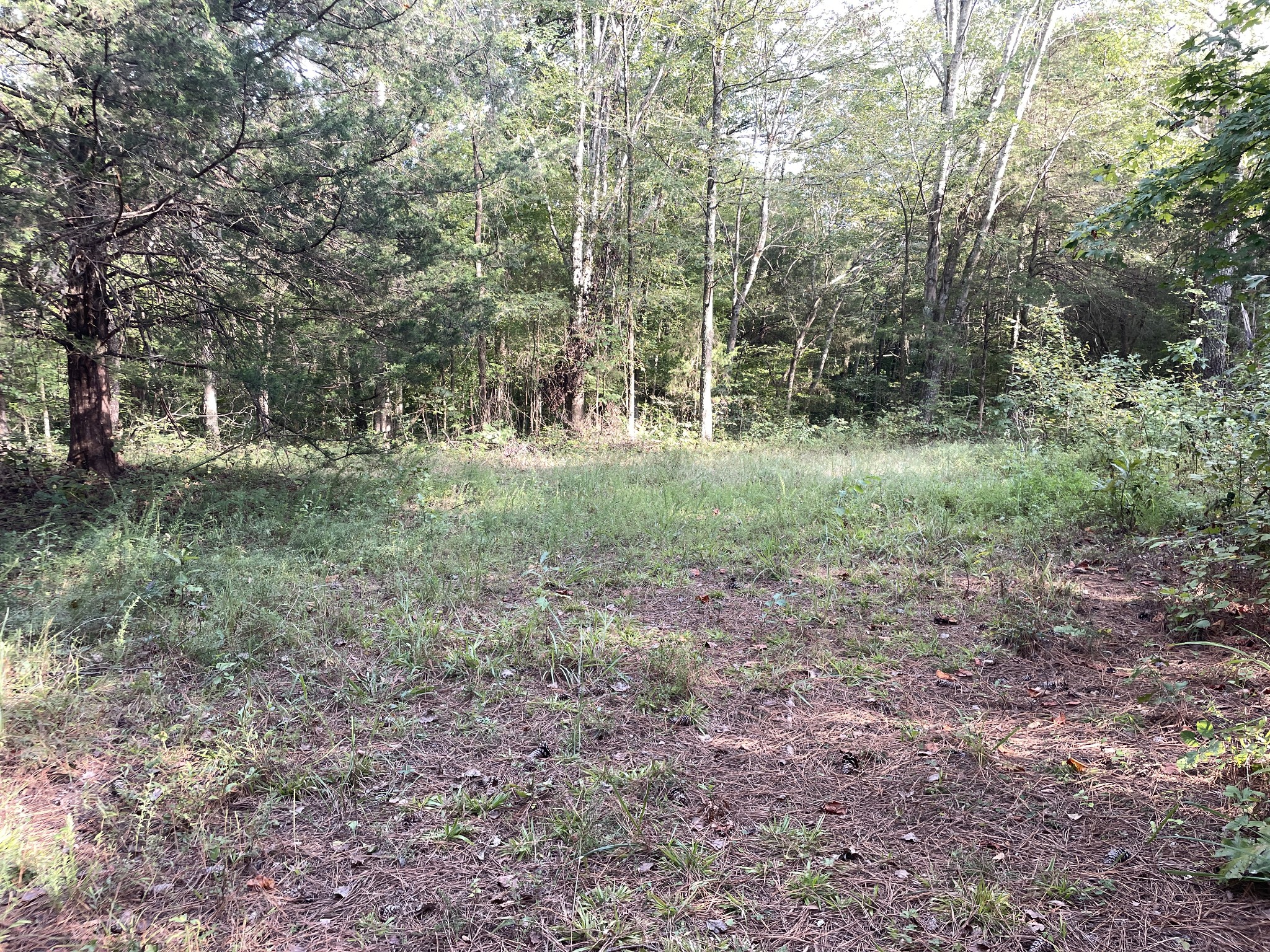 0 Waters Road Centerville, TN 37033 - Photo 10 of 17 a view of a forest with trees in the background